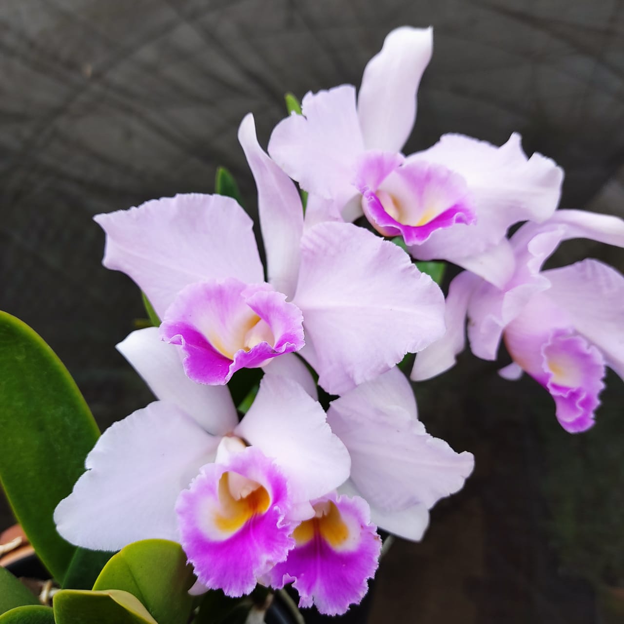 Cattleya Trianae Splash X C Memoria Alberto Wenzel B Orquid Rio