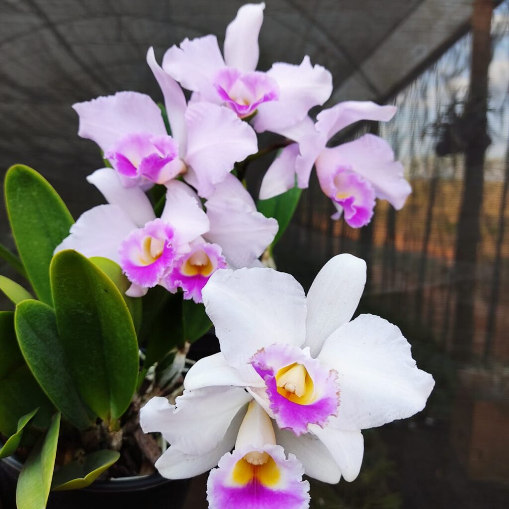 Cattleya Trianae Splash X C Memoria Alberto Wenzel B 20 Orquidário