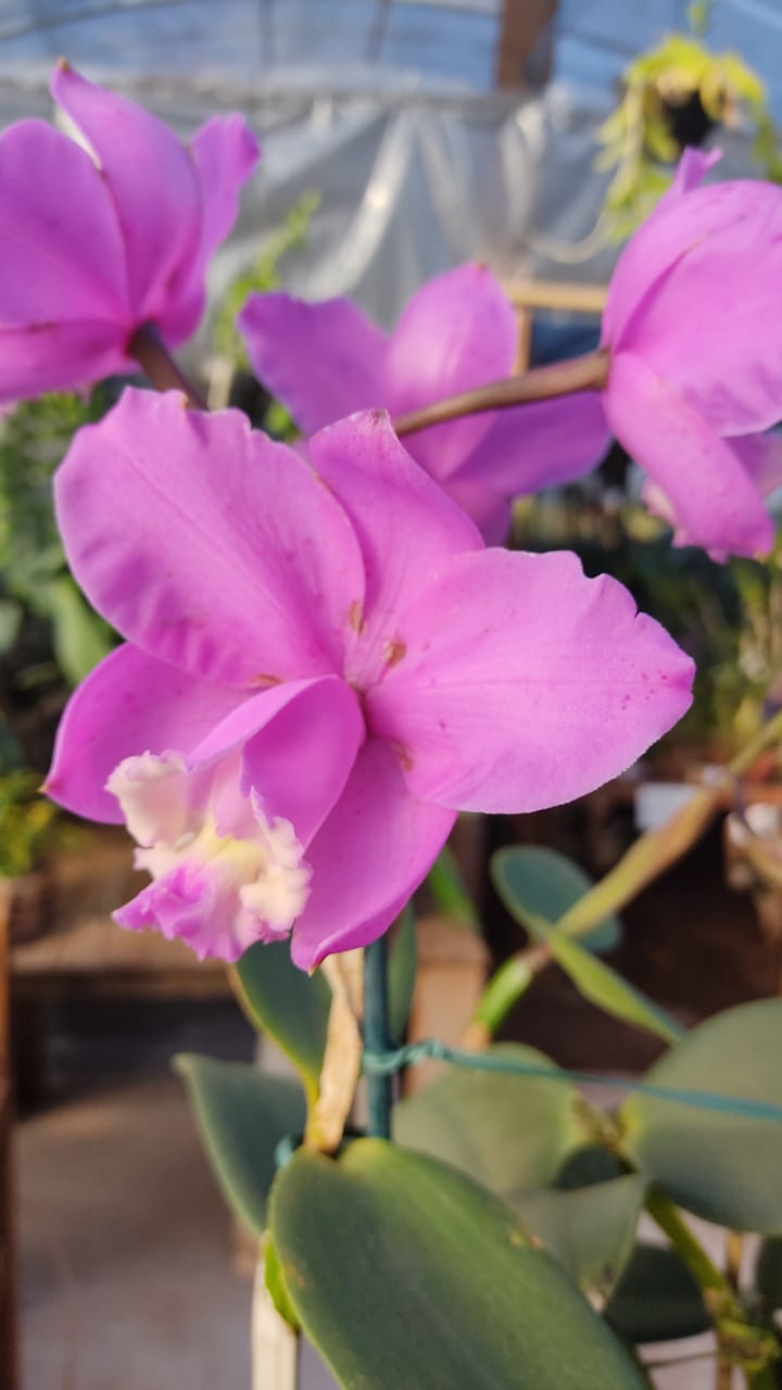 Cattleya Loddigesii Tipo Muda Orquid Rio Tico E Teco