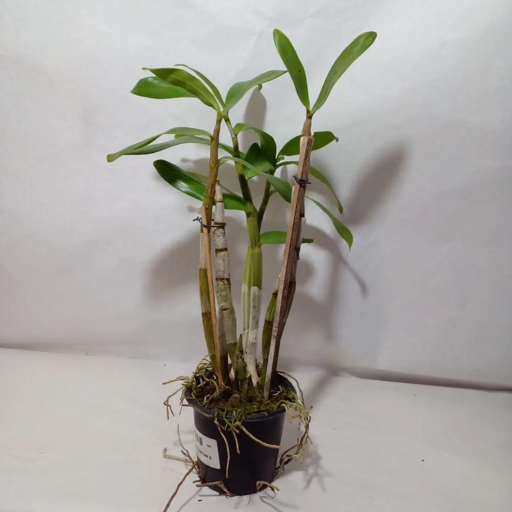 Dendrobium Gatum Sun Ray Pote 11 - Image 3