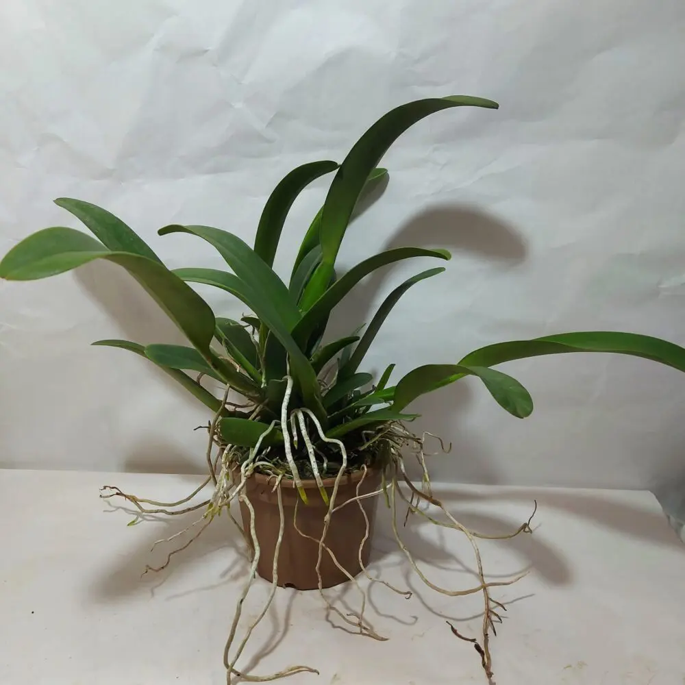 BLC. Chia Lin x BLC. Goldenzelle Shiffon - BC/20 - Imagem 4