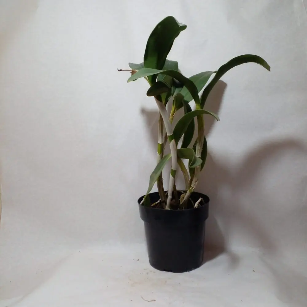 BLC. Durigan Big Spots x Catt. Leopoldii Dark Princess - Imagem 5