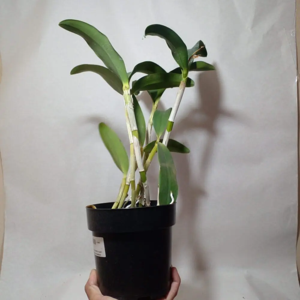 BLC. Durigan Big Spots x Catt. Leopoldii Dark Princess - Imagem 4