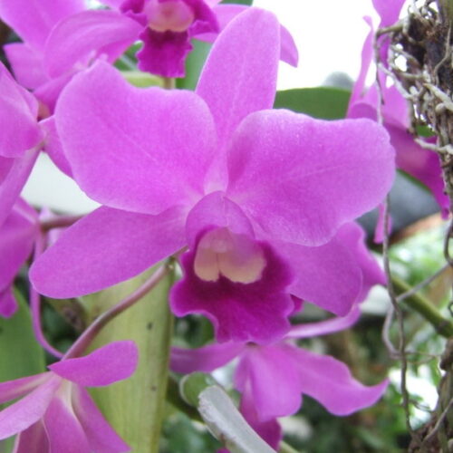 Cattleya Porcia Fabingeana Mikugen (pote 15)