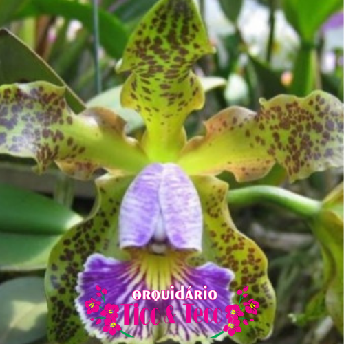 Cattleya Schileriana Coerulea