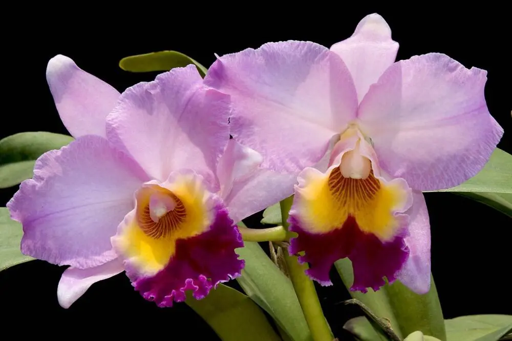 Potinara William Farrel 'Pastel Parade' - Imagem 2
