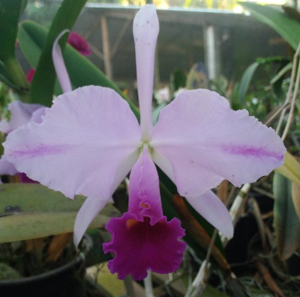 Cattleya Trianae Ocean Blue x Isla Del Sol – Orquidário Tico e Teco