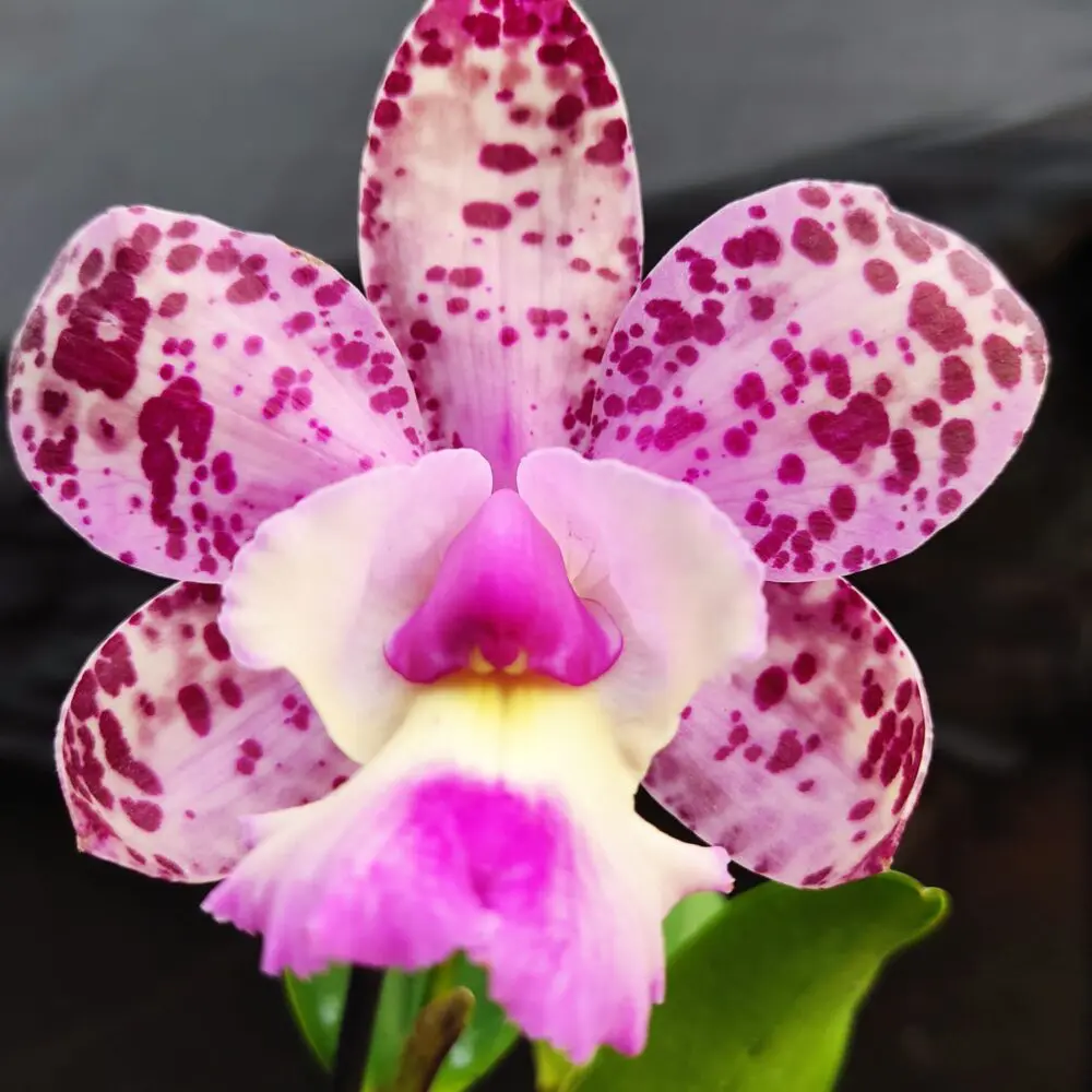 Cattleya Cruzeiro Do Sul x Cattleya Brabantiae