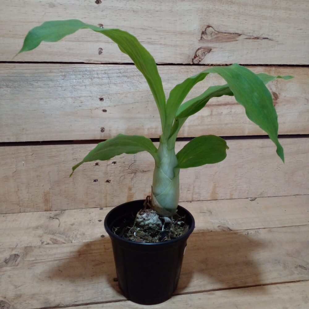 Catasetum Kidney Bean  (Pré Adulta)  A/23 - Image 2