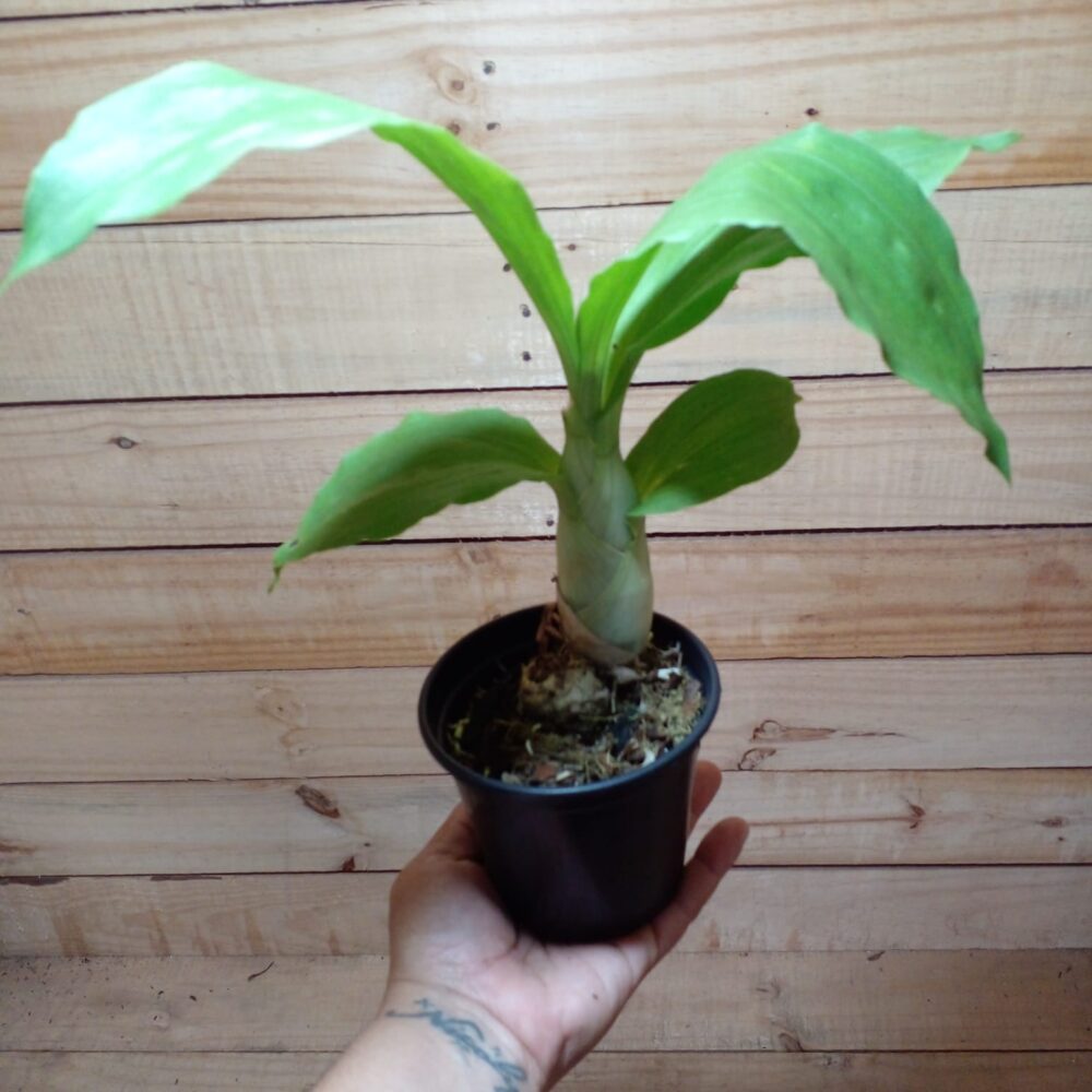 Catasetum Kidney Bean  (Pré Adulta)  A/23 - Image 4