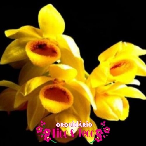 Dendrobium Sulcatum