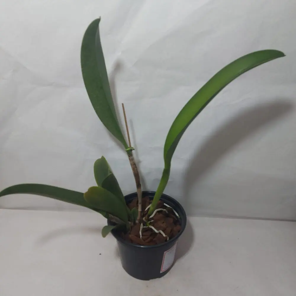 BLC. Hellen Brown x BLC. Chinese Bronze x. Toshie BLC Aoki - Imagem 4
