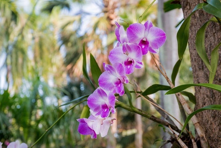 Como cuidar da sua orquídea