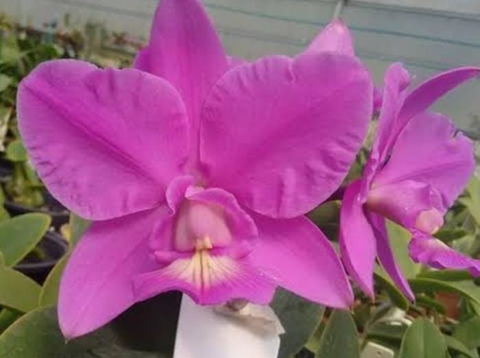 C. nobilior f. coerulea x sib ('Augusto Bacha' x 'Kriptonita') 洋