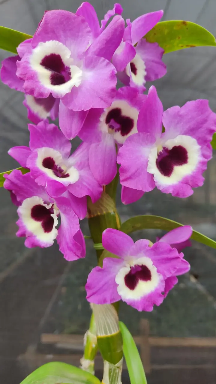 Dendrobium Hibrido Roxo Escuro – Orquidário Tico e Teco