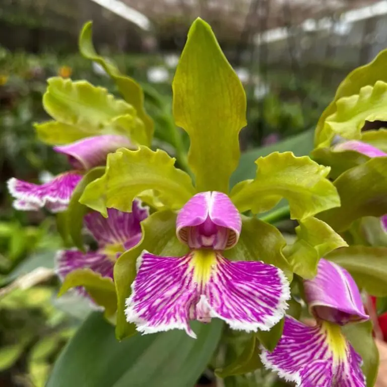 Cattleya Schilleriana Semi Alba