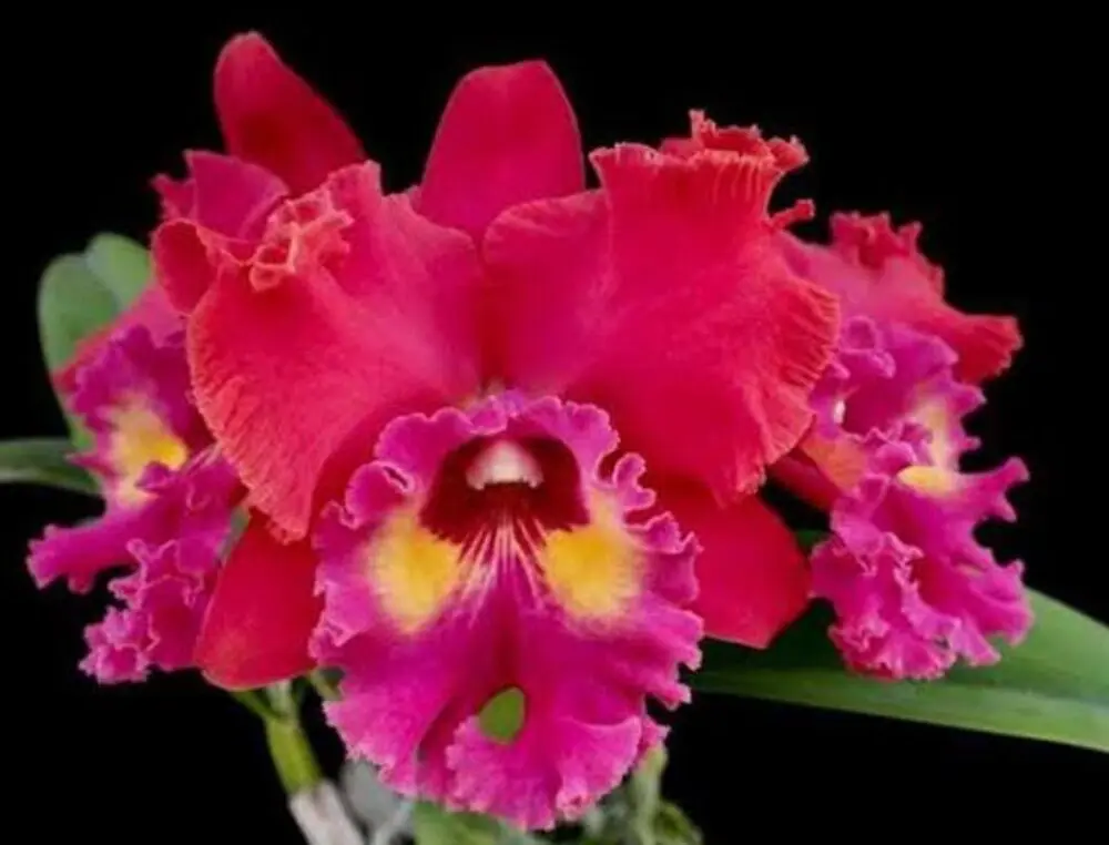 BLC Maripá  B14