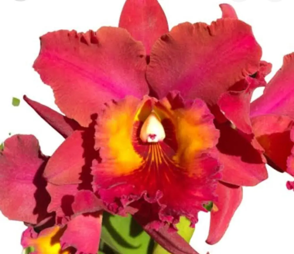 BLC Maripá  B14 - Imagem 5