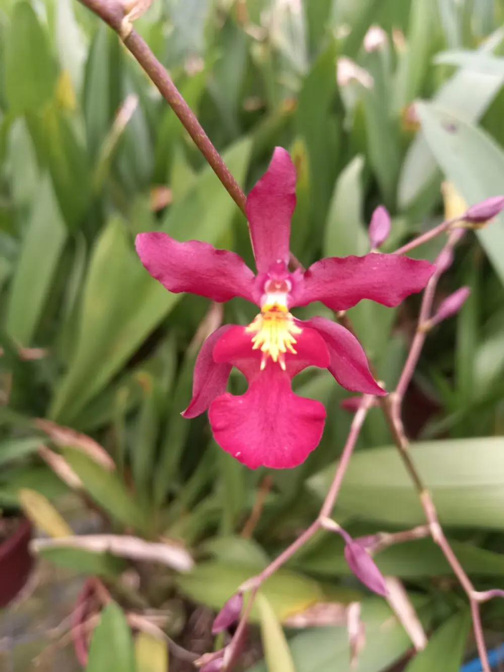 Oncidium Wilsonara Chuva de Amor - Imagem 4