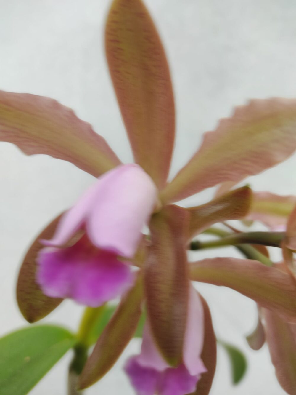 Cattleya Forbesi X Cattleya Gutatta - Imagem 3