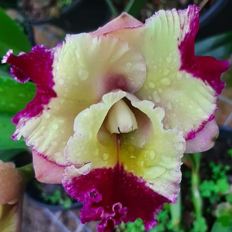 BLC Mary Song X BLC Chunyeah 17