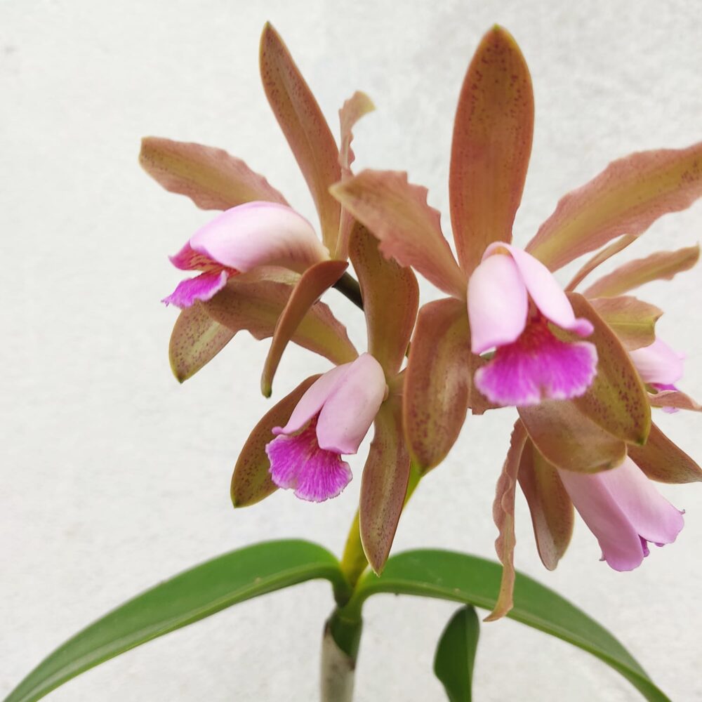 Cattleya Forbesi X Cattleya Gutatta - Imagem 2