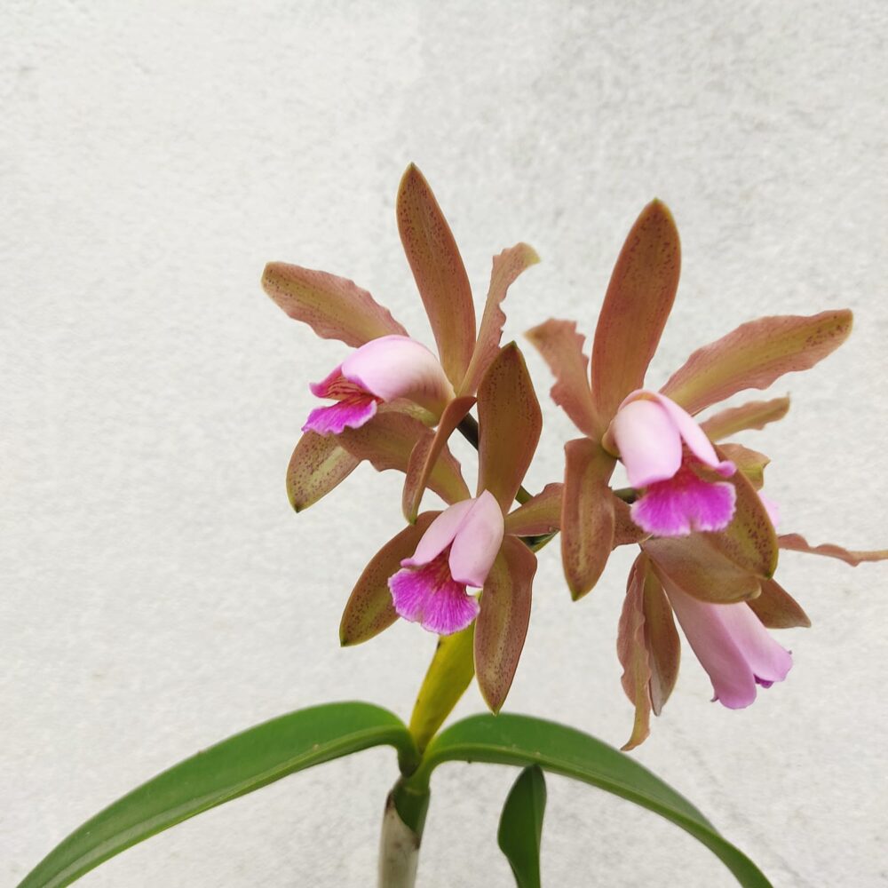 Cattleya Forbesi X Cattleya Gutatta - Imagem 4