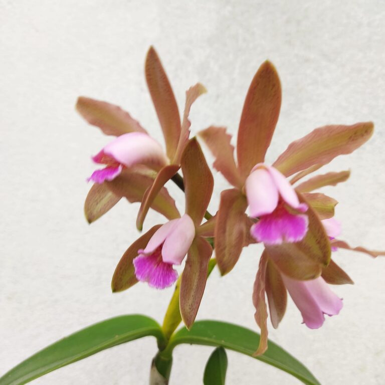 Cattleya Forbesi X Cattleya Gutatta