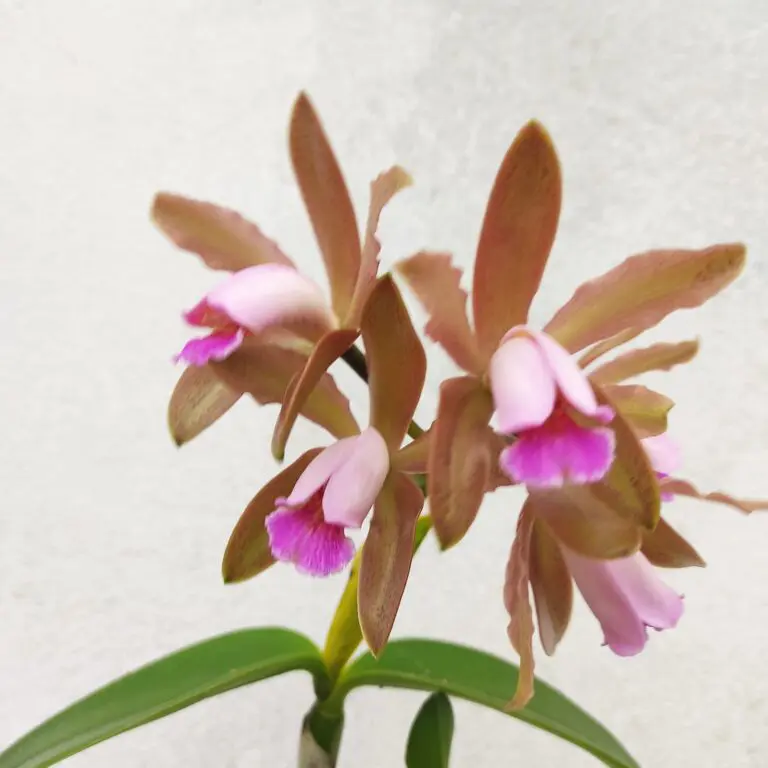 Cattleya Forbesi X Cattleya Gutatta