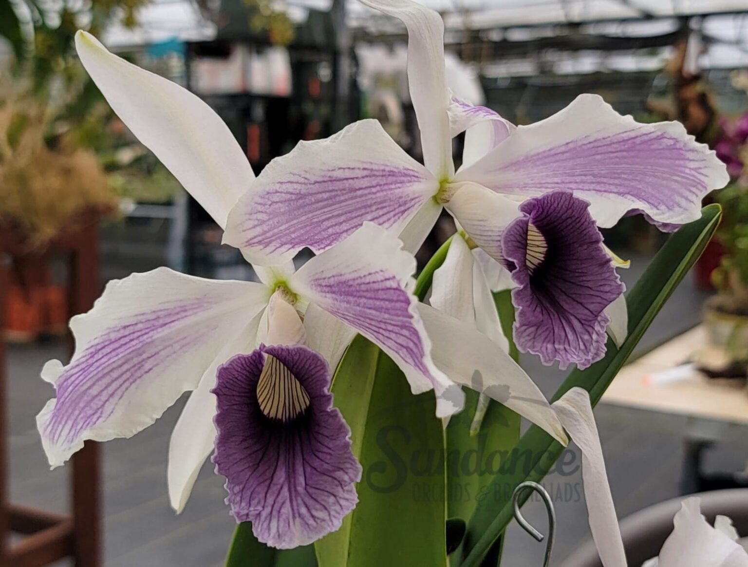 Laelia Purpurata Werkhauseri Flamea – Orquidário Tico E Teco