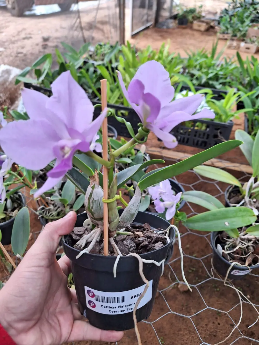 Cattleya Walqueriana Coerulea Top - Imagem 3