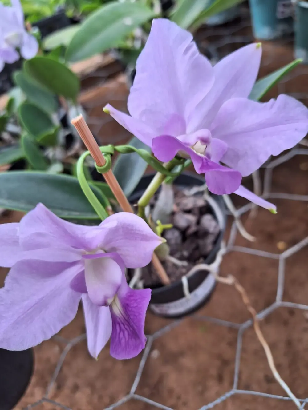 Cattleya Walqueriana Coerulea Top
