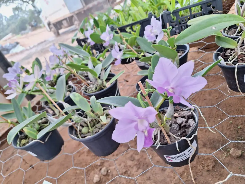 Cattleya Walqueriana Coerulea Top - Imagem 2