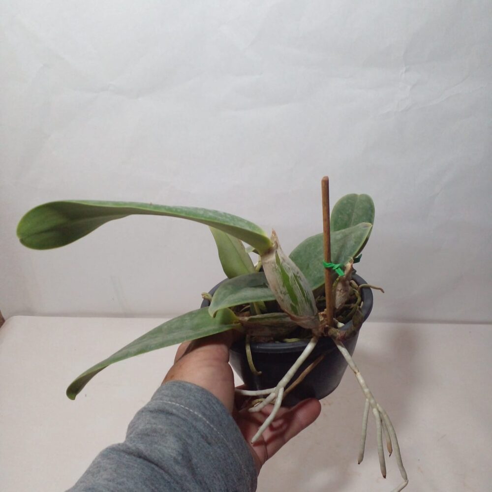 Cattleya Walkeriana Tipo - Image 3