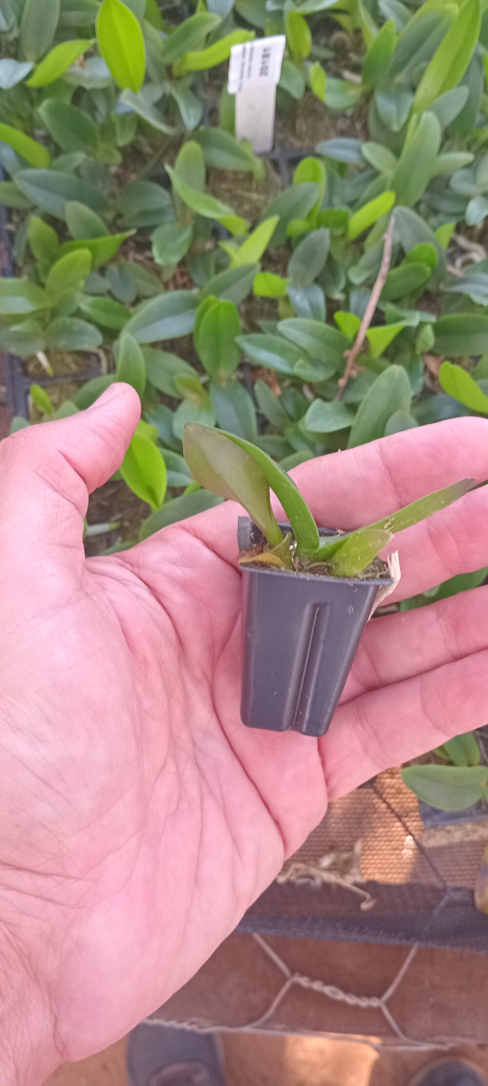 Cattleya Forbesii X Cattleya Aclandiae x Schilleriana-(Muda Bandeja) - Imagem 2