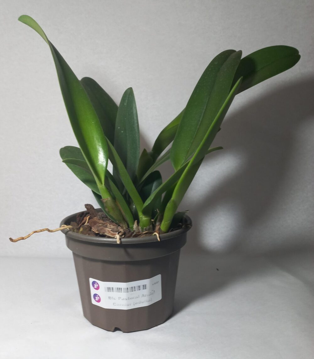 BLC. Pastoral Aniel Carnier - Image 3