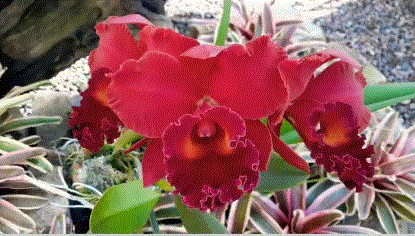 Potinara Red Crab - Imagem 4
