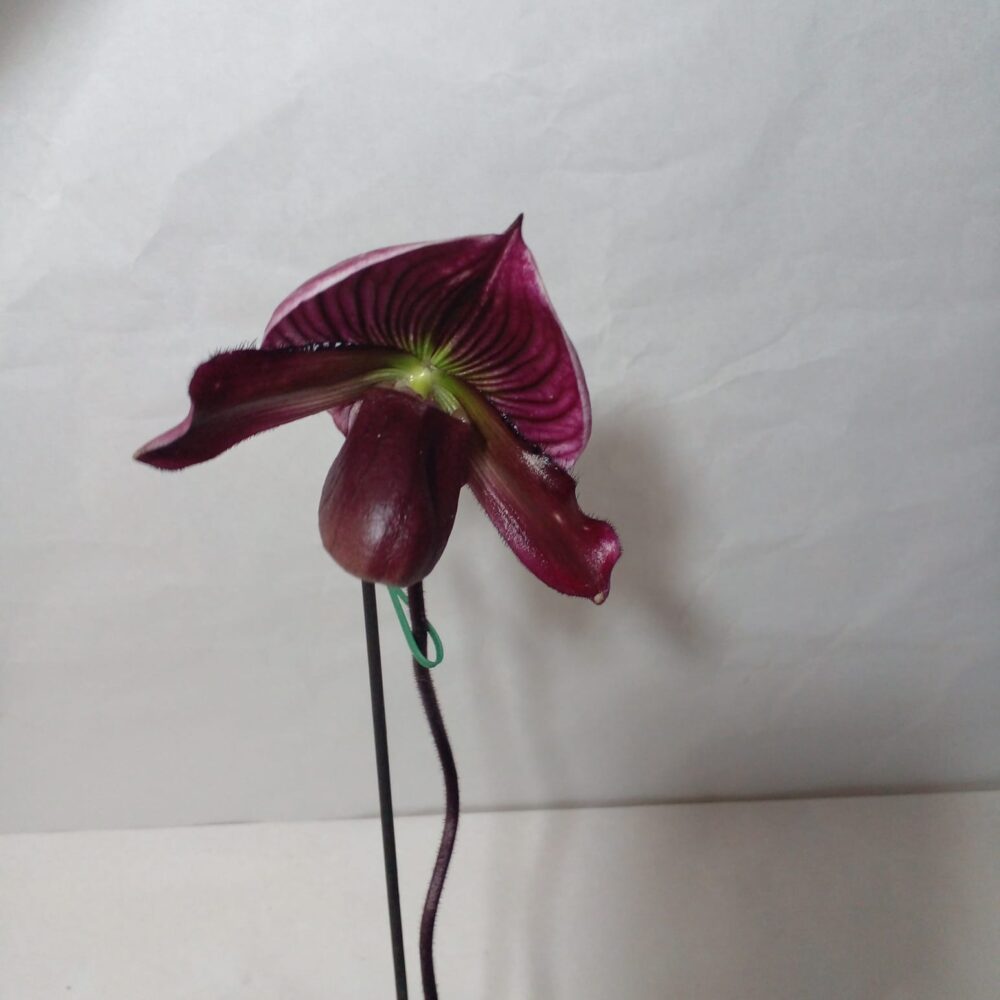 Paphilopedilum-Sapatinhos Exóticos - Imagem 3