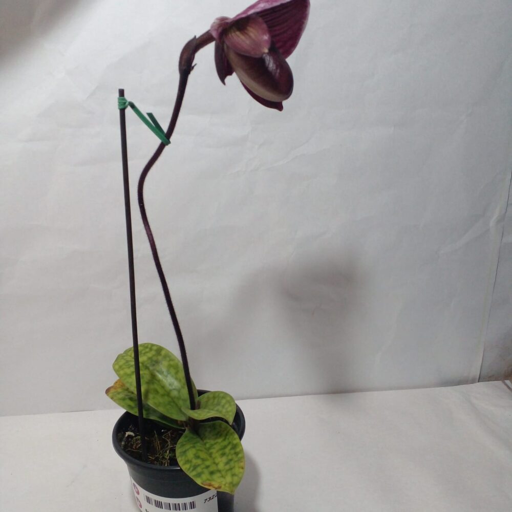 Paphilopedilum-Sapatinhos Exóticos - Imagem 4