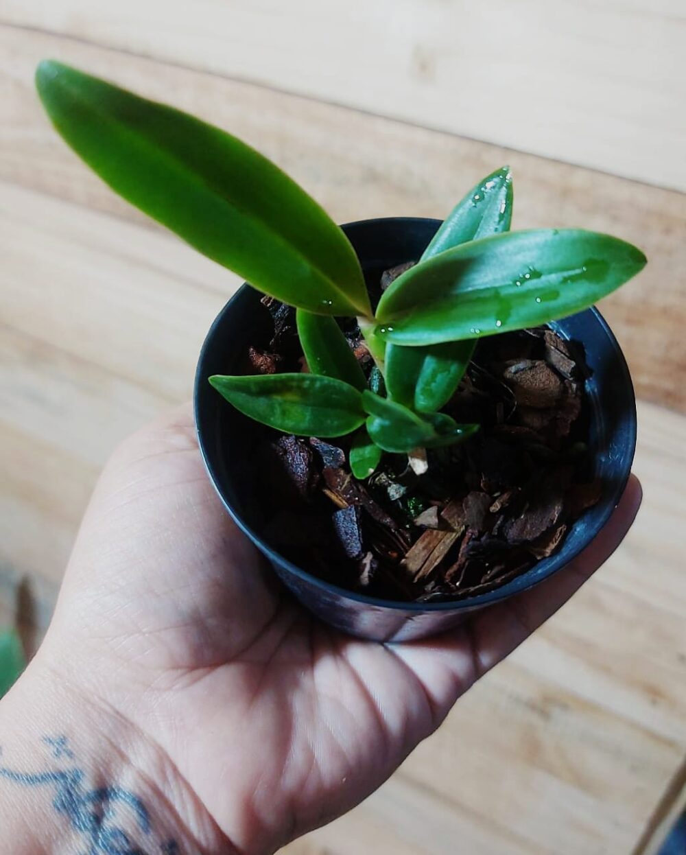 Catt. Lueddemanniana ( Muda ) - Imagem 6