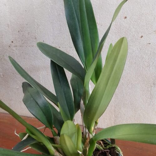 LC. CANHAMIANA