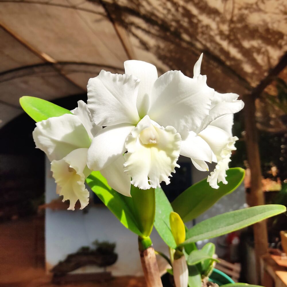 BLC. Clark Herman Carl X Cattleya Labiata Alba (Adulta) A11 - Image 3