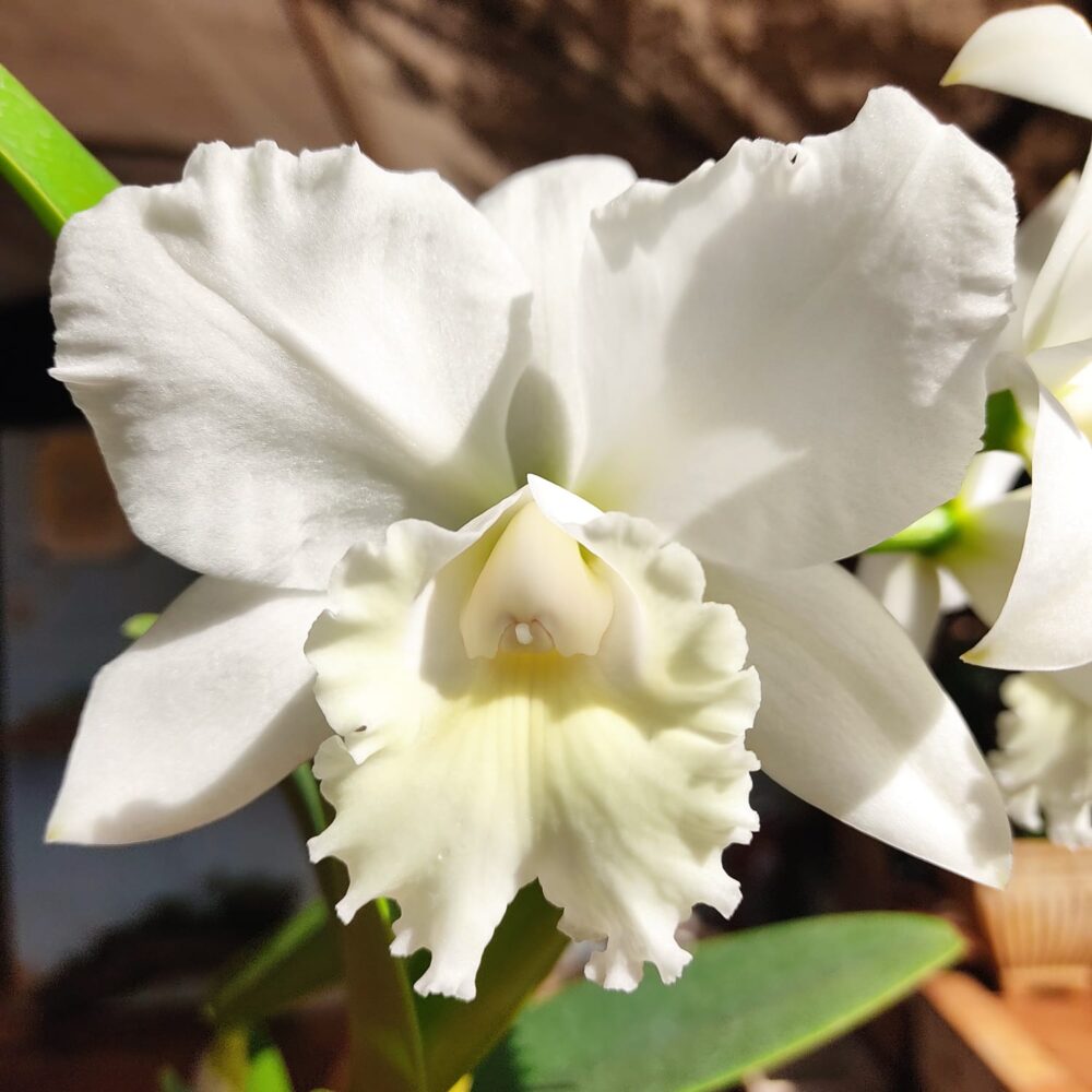 BLC. Clark Herman Carl X Cattleya Labiata Alba (Adulta) A11 - Image 2