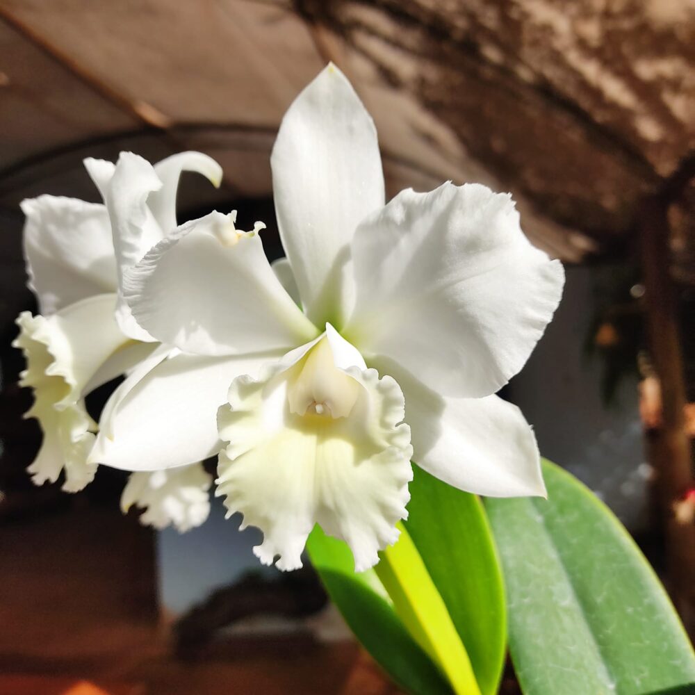 BLC. Clark Herman Carl X Cattleya Labiata Alba (Adulta) A11 - Image 4