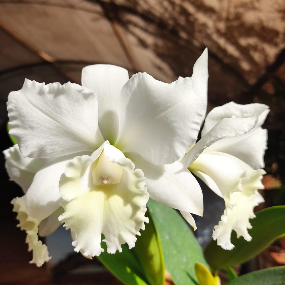 BLC. Clark Herman Carl X Cattleya Labiata Alba (Adulta) A11 - Image 5