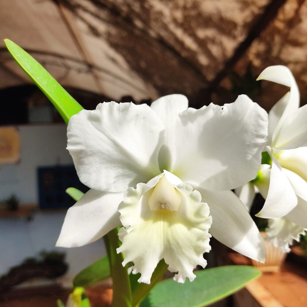 BLC. Clark Herman Carl X Cattleya Labiata Alba (Adulta) A11 - Image 7