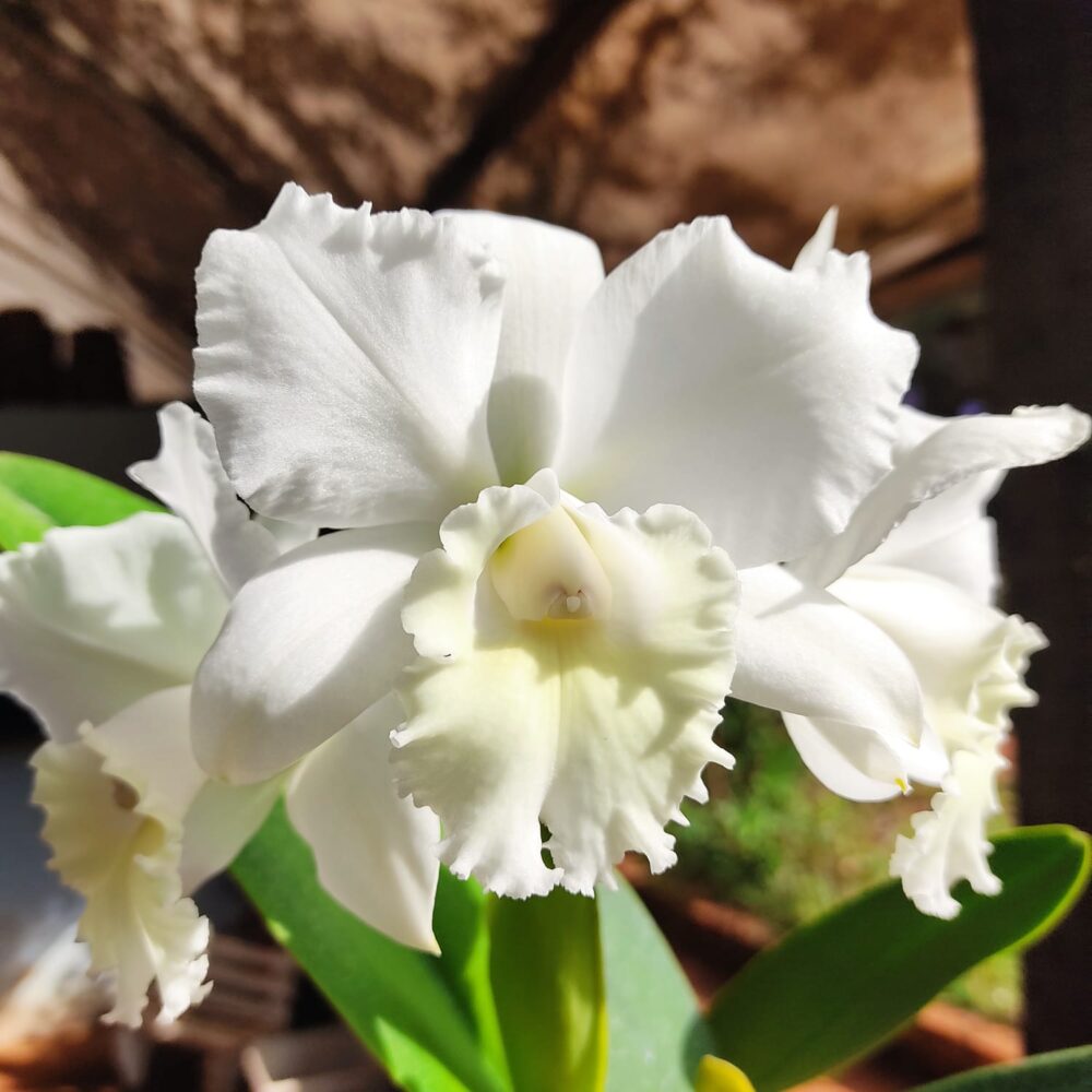 BLC. Clark Herman Carl X Cattleya Labiata Alba (Adulta) A11 - Image 8