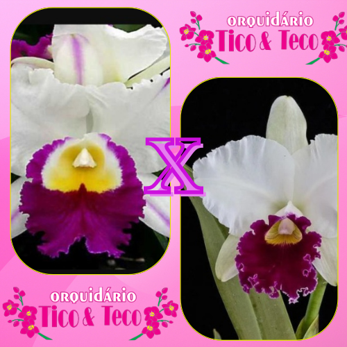 RLC. Amazing  Analândia ( mudas pote 15)